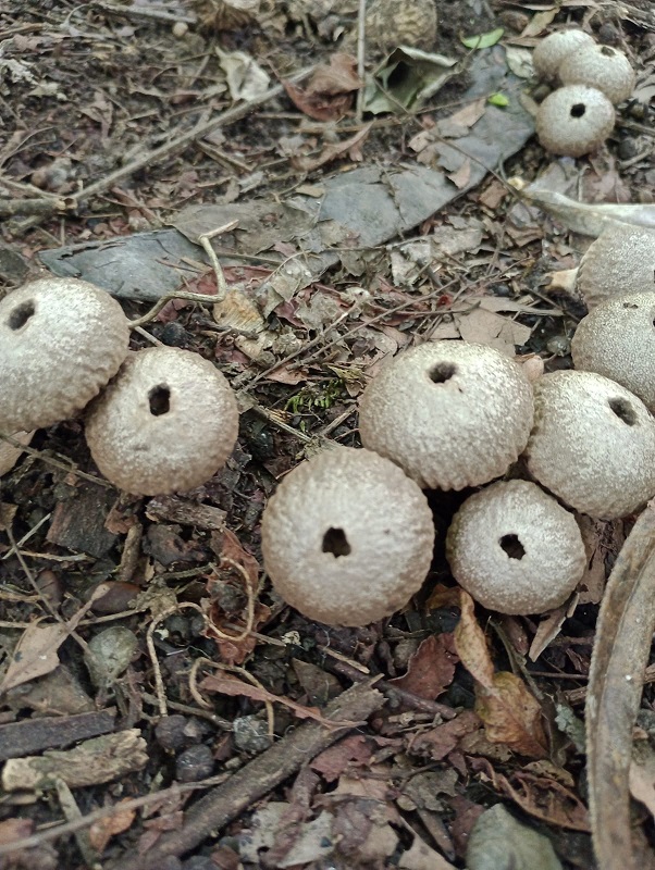 The valuable natural treasure protected by El Morado.